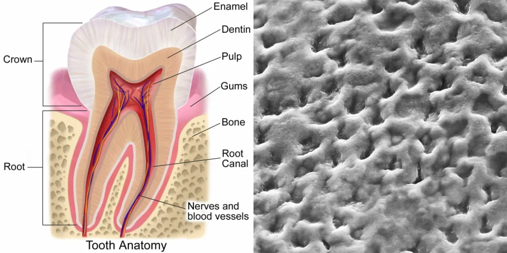 anatomy gigi