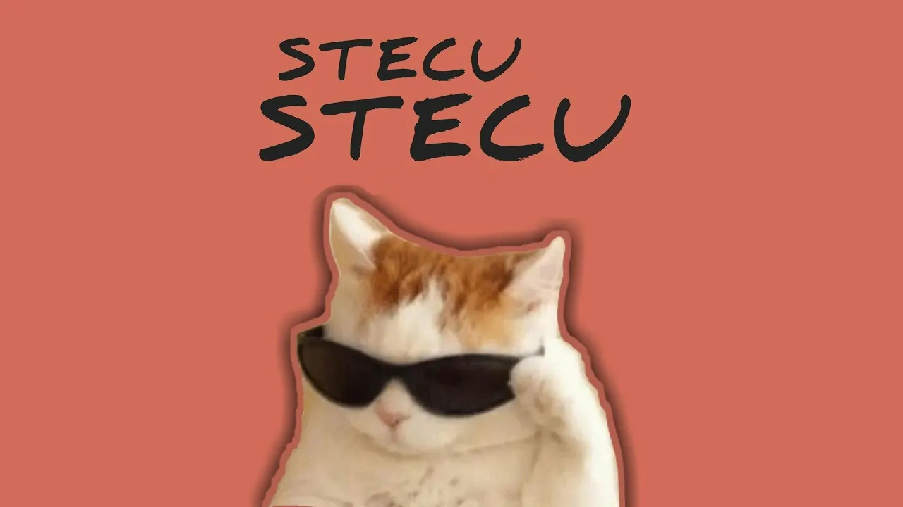 apa maksud stecu stecu