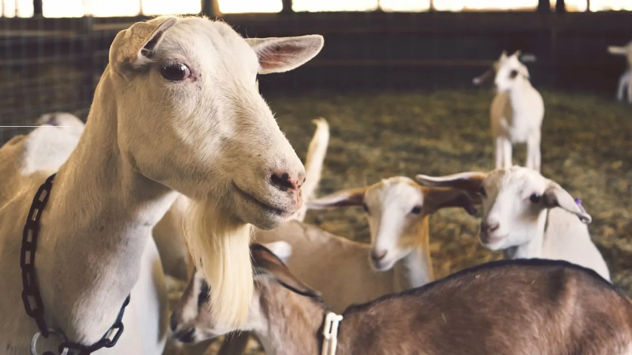 ternakan kambing