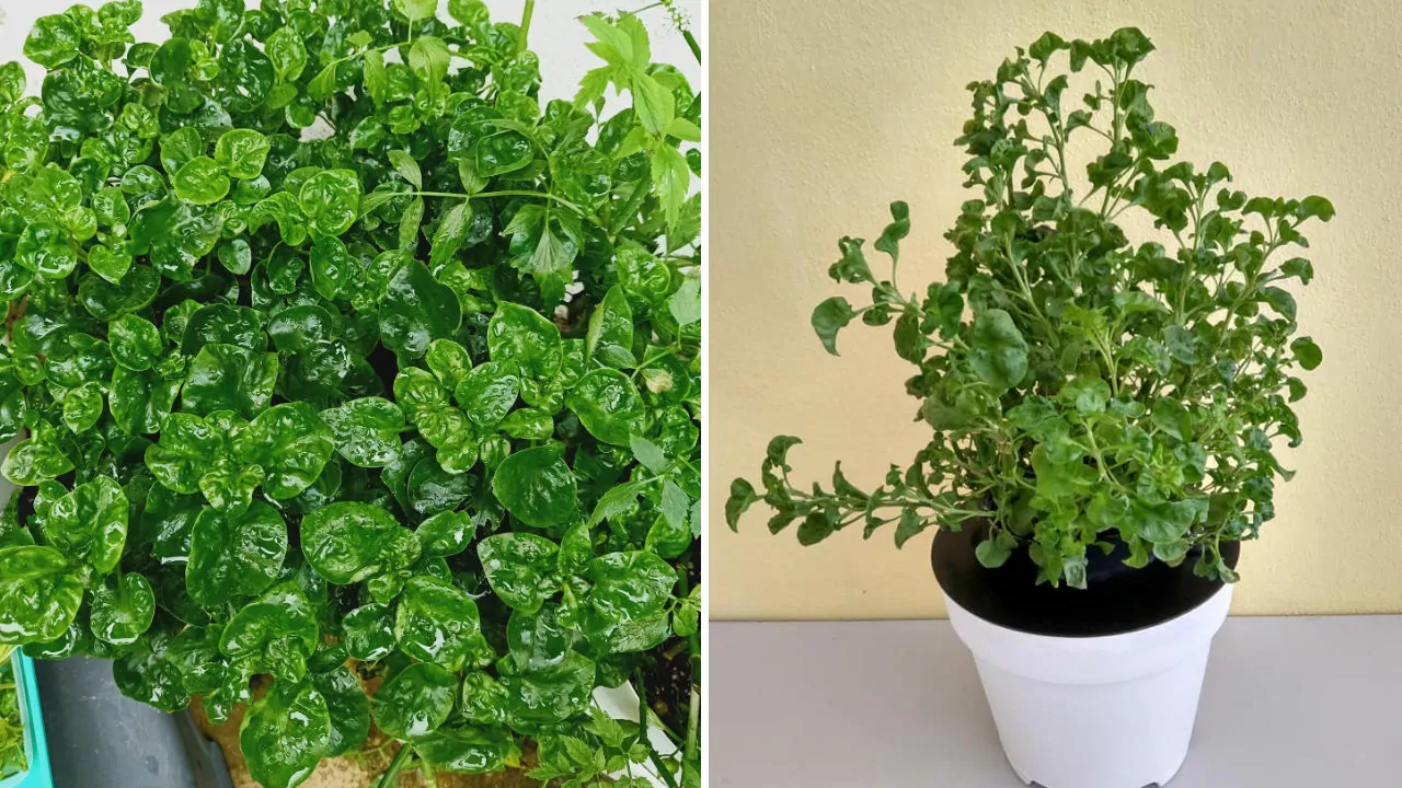 cara tanam bayam brazil dengan mudah di rumah