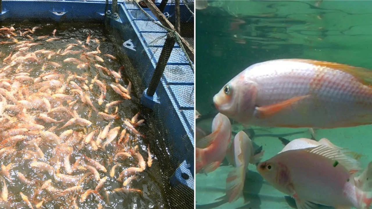 cara ternak ikan tilapia dengan betul