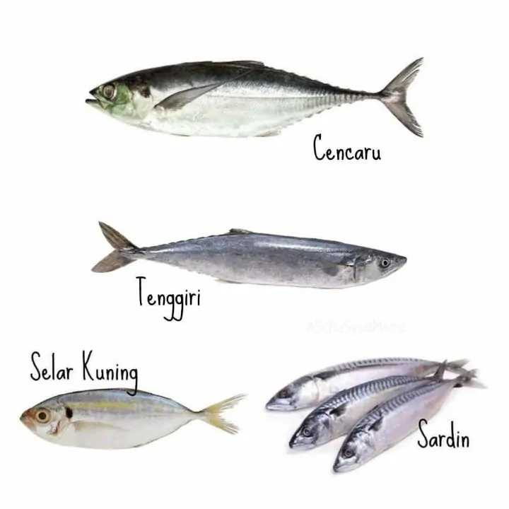 jenis ikan di pasar