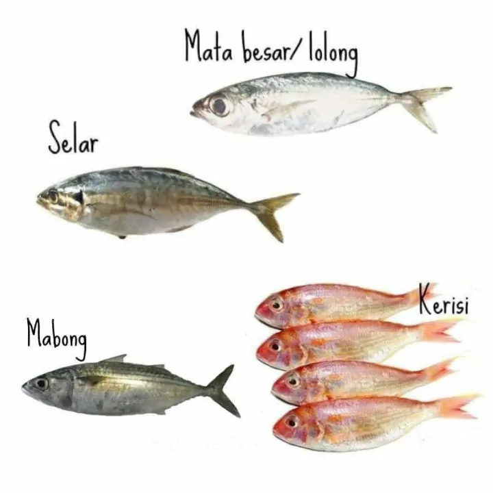 jenis ikan di pasar