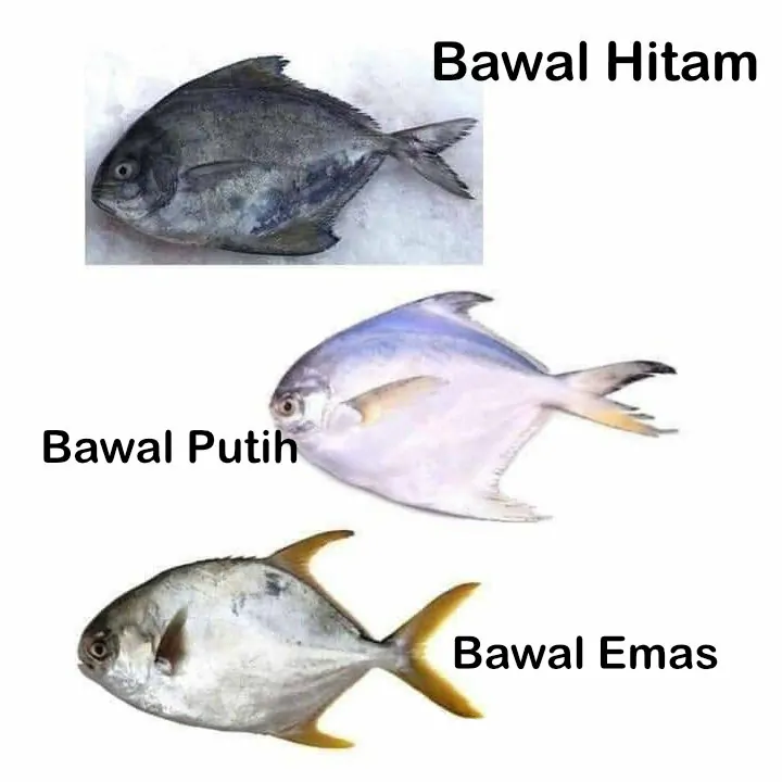 jenis ikan di pasar