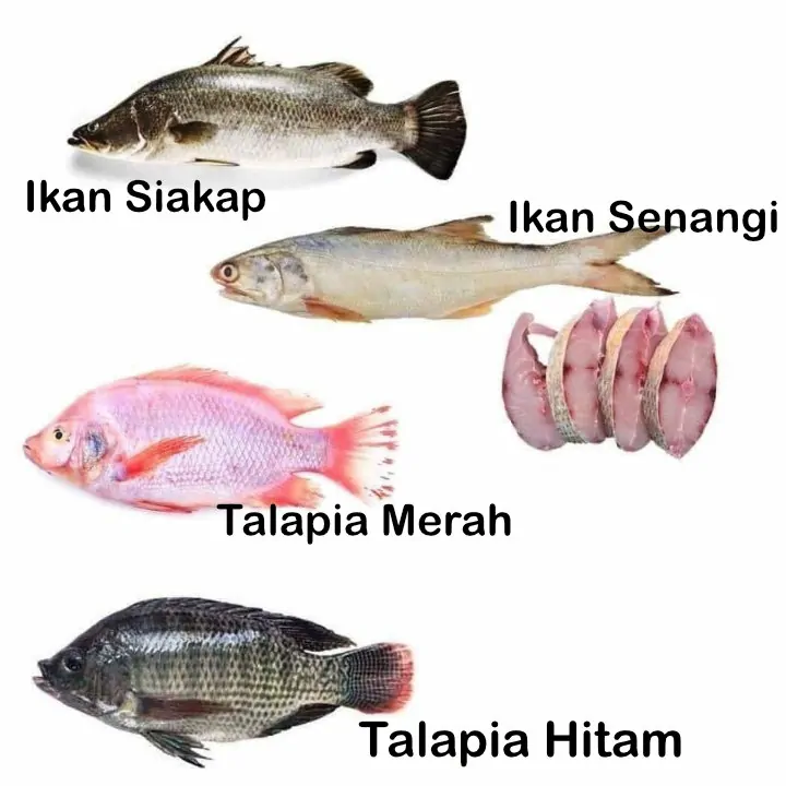 jenis ikan di pasar