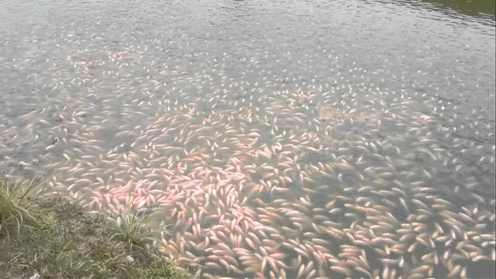 jenis ikan tilapia