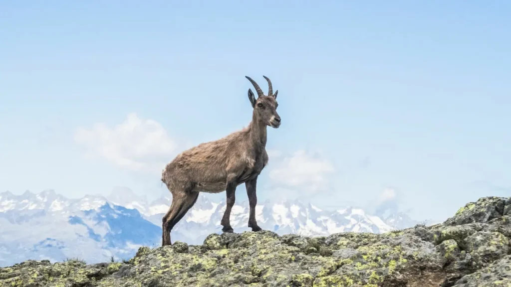 kambing disebut dalam quran