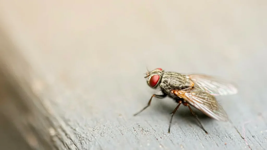 lalat disebut dalam quran