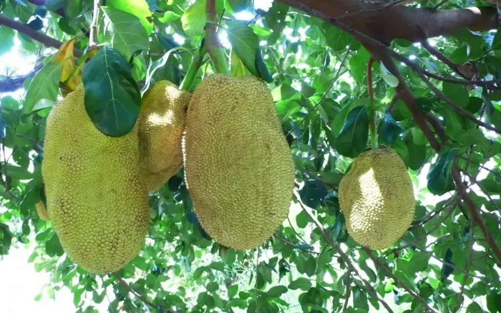beza cempedak dan nangka