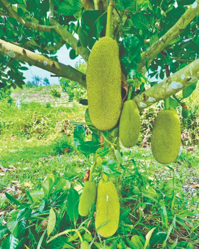 beza cempedak dan nangka